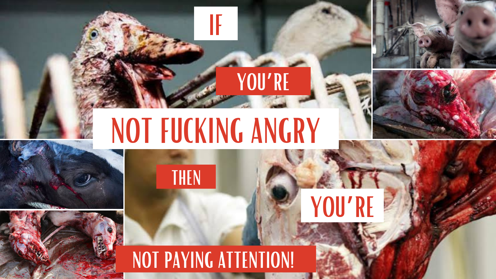 If you're not angry, then you're not paying attention!